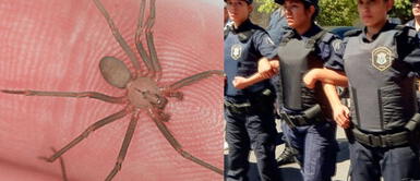 Mujer policía muere por picadura de araña en el seno ¡Ignoró los síntomas! Mujer policía muere por picadura de araña en el seno ¡Ignoró los síntomas!