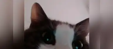 Twitter: ¡Insólito! Joven revisó su celular y descubrió que su gato es adicto a sacarse selfies Twitter: ¡Insólito! Joven revisó su celular y descubrió que su gato es adicto a sacarse selfies