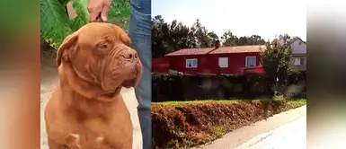 Mujer de 82 años pierde las dos piernas al ser atacada por los perros de su vecino Mujer de 82 años pierde las dos piernas al ser atacada por los perros de su vecino