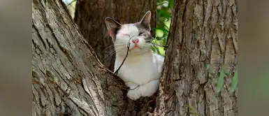 ¡Basta de maltrato animal! Vecinos de Ate denuncian asesinato masivo de sus gatos ¡Basta de maltrato animal! Vecinos de Ate denuncian asesinato masivo de sus gatos