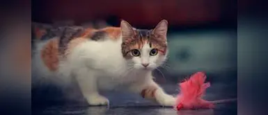 ¡OMG! Estudio asegura que los gatos sí entienden, pero no les interesa obedecerte ¡OMG! Estudio asegura que los gatos sí entienden, pero no les interesa obedecerte