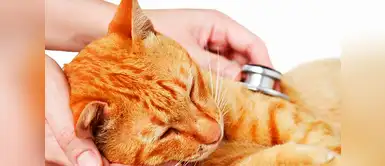 ¿Se hizo justicia? Hombre recibe una condena de dos años y seis meses por haber matado a un gato ¿Se hizo justicia? Hombre recibe una condena de dos años y seis meses por haber matado a un gato