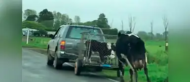 Facebook: Esta es la persecución de una vaca al remolque en donde se encontraban sus terneros ¡Llorarás de la tristeza! Facebook: Esta es la persecución de una vaca al remolque en donde se encontraban sus terneros ¡Llorarás de la tristeza!