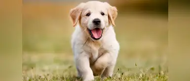 Esta empresa ofrece clonar a tu perro por 50,000 dólares, y promete uno exactamente igual Esta empresa ofrece clonar a tu perro por 50,000 dólares, y promete uno exactamente igual