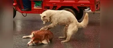 ¡Qué buena iniciativa! Juntan firmas para que el SOAT también beneficie a mascotas atropelladas ¡Qué buena iniciativa! Juntan firmas para que el SOAT también beneficie a mascotas atropelladas