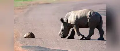 Rinoceronte bebé empuja a tortuga varada en mitad de carretera Rinoceronte bebé empuja a tortuga varada en mitad de carretera