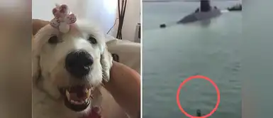 Este perrito espera con ansias que vuelva el submarino de guerra argentino desaparecido Este perrito espera con ansias que vuelva el submarino de guerra argentino desaparecido