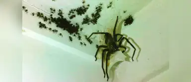 Lluvia arrastró decenas de arañas a casa de mujer, 'cierren sus ventanas' Lluvia arrastró decenas de arañas a casa de mujer, 'cierren sus ventanas'