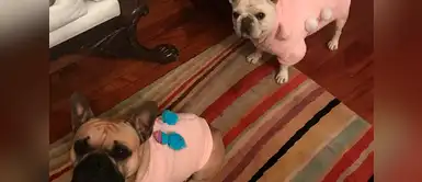 Los perritos de Alejandra Guzmán también esperan la llegada de la Navidad con los suéteres que su dueña tejió. Los perritos de Alejandra Guzmán también esperan la llegada de la Navidad con los suéteres que su dueña tejió.