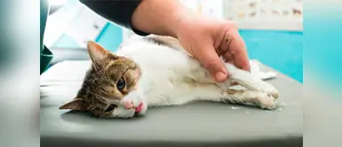 Gato fue lanzado por los aires y sufrió fractura de una de sus patas Gato fue lanzado por los aires y sufrió fractura de una de sus patas