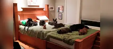 Esta pareja adoptó tantos perros que ahora necesitan una cama más grande Esta pareja adoptó tantos perros que ahora necesitan una cama más grande