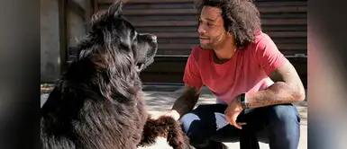 Marcelo Vieira, parece ser un gran amante de las mascotas, pues tiene tres perros: Lola, un terranova; Kiara, un bulldog francés y Thaig, un bulldog inglés. Marcelo Vieira, parece ser un gran amante de las mascotas, pues tiene tres perros: Lola, un terranova; Kiara, un bulldog francés y Thaig, un bulldog inglés.