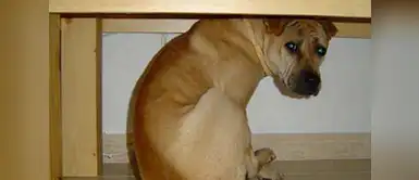 Cuatro métodos naturales para calmar el pánico de tu mascota por los juegos pirotécnicos Cuatro métodos naturales para calmar el pánico de tu mascota por los juegos pirotécnicos