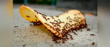 Este truco te ayudará a eliminar a las hormigas de una vez y por todas Este truco te ayudará a eliminar a las hormigas de una vez y por todas