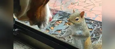 Ardilla visitó por 8 años a la familia que le salvó la vida y les dio una gran sorpresa Ardilla visitó por 8 años a la familia que le salvó la vida y les dio una gran sorpresa