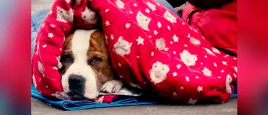 Refugio en Inglaterra está repartiendo abrigos a perritos sin hogar Refugio en Inglaterra está repartiendo abrigos a perritos sin hogar