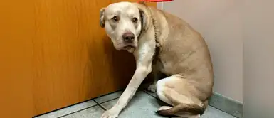 Así podrás calmar a tu mascota por los ruidos de la pirotecnia Así podrás calmar a tu mascota por los ruidos de la pirotecnia