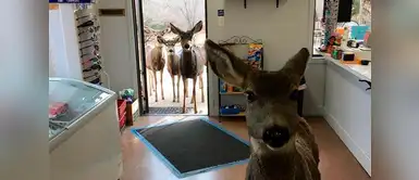 Mamá cierva entra en una tienda, le dan de comer y regresa con toda su familia Mamá cierva entra en una tienda, le dan de comer y regresa con toda su familia