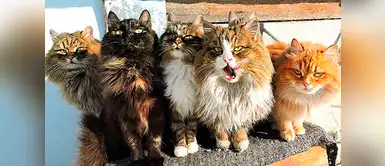 Estos gatos se ocupan de proteger a los pollos y a los conejos de la granja de ratas y ratones. Estos gatos se ocupan de proteger a los pollos y a los conejos de la granja de ratas y ratones.