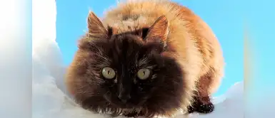 Sus colores llenan de alegría el lugar. Sus colores llenan de alegría el lugar.