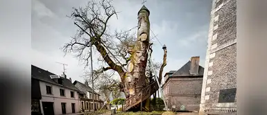 Roble milenario que aloja dos capillas en su interior en Francia Roble milenario que aloja dos capillas en su interior en Francia