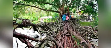 Puente hecho con las raíces de un árbol en Indonesia. Puente hecho con las raíces de un árbol en Indonesia.