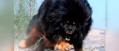 Una de las razas de perro menos comunes. Dogo del Tíbet o mastín tibetano. Una de las razas de perro menos comunes. Dogo del Tíbet o mastín tibetano.