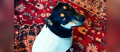 Perrito finge estar enfermo para que sus dueños se queden en casa Perrito finge estar enfermo para que sus dueños se queden en casa