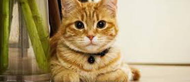 "Encuentra al gato" este es el nuevo reto viral que pocos podrán resolver "Encuentra al gato" este es el nuevo reto viral que pocos podrán resolver