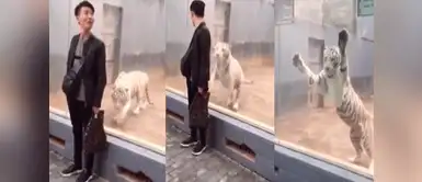 YouTube viral: Joven recrea ataque de tigre a lo National Geographic YouTube viral: Joven recrea ataque de tigre a lo National Geographic