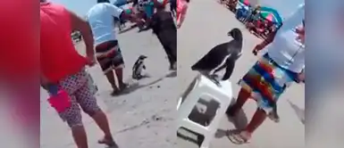 YouTube: Hombre usa bolsa para golpear a pingüino y ofrece fotos a 2 soles YouTube: Hombre usa bolsa para golpear a pingüino y ofrece fotos a 2 soles