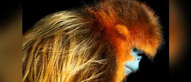 Langur chato dorado (Rhinopithecus roxellana). Langur chato dorado (Rhinopithecus roxellana).