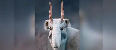 Antílope saiga (Saiga tatarica). Antílope saiga (Saiga tatarica).