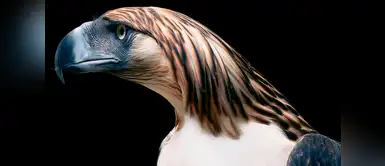 Águila morena o águila filipina (Pithecophaga jefferyi). Águila morena o águila filipina (Pithecophaga jefferyi).