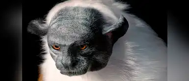 Tamarino bicolor (Saguinus bicolor). Tamarino bicolor (Saguinus bicolor).