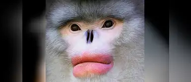 Yunnan (Rhinopithecus bieti). Yunnan (Rhinopithecus bieti).