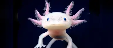 Axolotl (Ambystoma mexicanum). Axolotl (Ambystoma mexicanum).