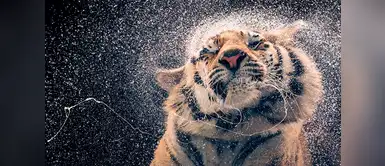 Tigre de Bengala. (Panthera tigris tigris). Tigre de Bengala. (Panthera tigris tigris).