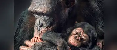 Chimpancé (Pan troglodytes). Chimpancé (Pan troglodytes).