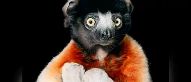 Sifaka coronado (Propithecus coronatus). Sifaka coronado (Propithecus coronatus).