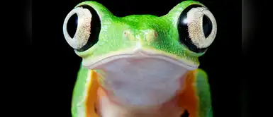 Rana Lemur (Hylomantis lemur). Rana Lemur (Hylomantis lemur).