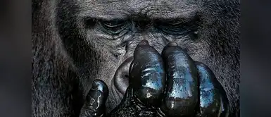 Gorila occidental (Gorilla gorilla). Gorila occidental (Gorilla gorilla).