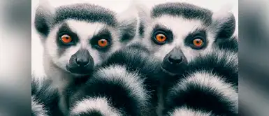 Lémur de cola anillada (Lemur catta). Lémur de cola anillada (Lemur catta).