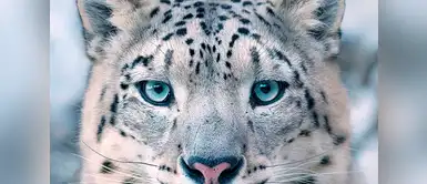 Leopardo de las Nieves (Panthera uncia). Leopardo de las Nieves (Panthera uncia).