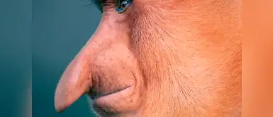 Mono narigudo (Nasalis larvatus). Mono narigudo (Nasalis larvatus).