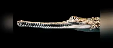 India Gavial (Gavialis gangeticus). India Gavial (Gavialis gangeticus).