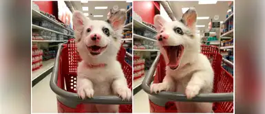 La expresión de este cachorro que ama ir de compras se convirtió en viral La expresión de este cachorro que ama ir de compras se convirtió en viral