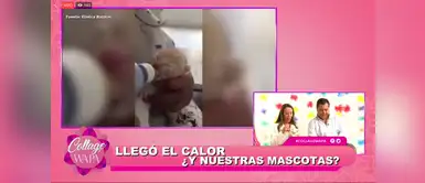 Collage de Wapa: Llegó el verano ¿y nuestras mascotas? Collage de Wapa: Llegó el verano ¿y nuestras mascotas?