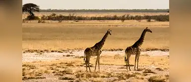 Namibia es otro destino mágico. Es uno de los países más jóvenes de África y se encuentra ubicada entre el Kalahari y el Atlántico sur. Namibia es otro destino mágico. Es uno de los países más jóvenes de África y se encuentra ubicada entre el Kalahari y el Atlántico sur.