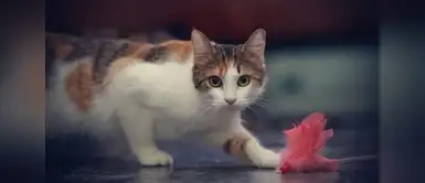 ExpoGato, la primera feria especializada para los mininos de la casa ExpoGato, la primera feria especializada para los mininos de la casa